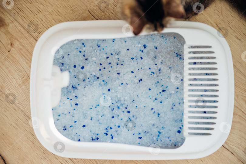 Скачать Контейнер с наполнителем для кошачьего туалета. Кошачий туалет в квартире, комфорт для питомца. фотосток Ozero