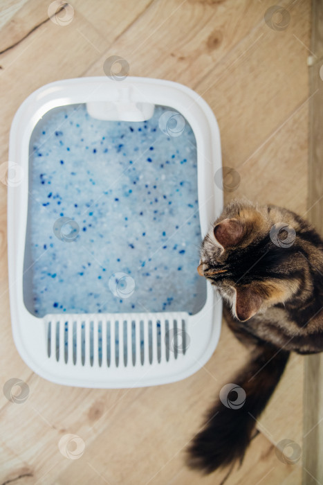 Скачать Контейнер с наполнителем для кошачьего туалета. Кошачий туалет в квартире, комфорт для питомца. фотосток Ozero
