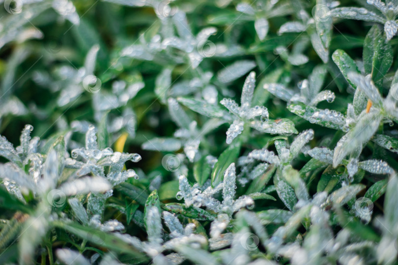 Скачать Красивый фон из сочных зеленых листьев, покрытых инеем. Натуральная текстура. Абстрактный фон. Осенняя картинка. фотосток Ozero