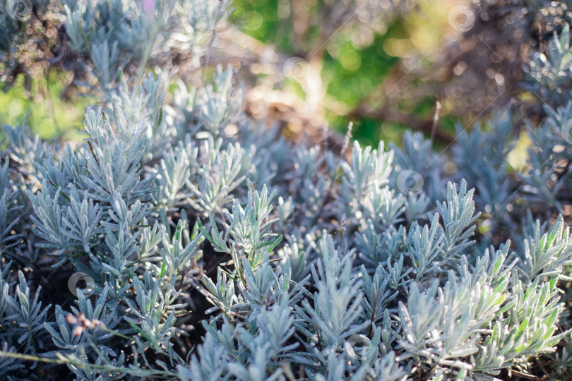 Скачать Куст лаванды. Пышный куст без цветов. Производство эфирного масла. фотосток Ozero