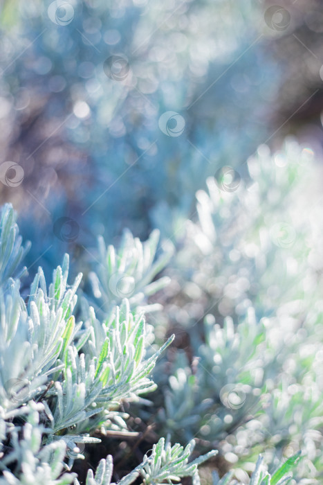 Скачать Куст лаванды. Пышный куст без цветов. Производство эфирного масла. фотосток Ozero