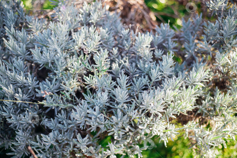 Скачать Куст лаванды. Пышный куст без цветов. Производство эфирного масла. фотосток Ozero