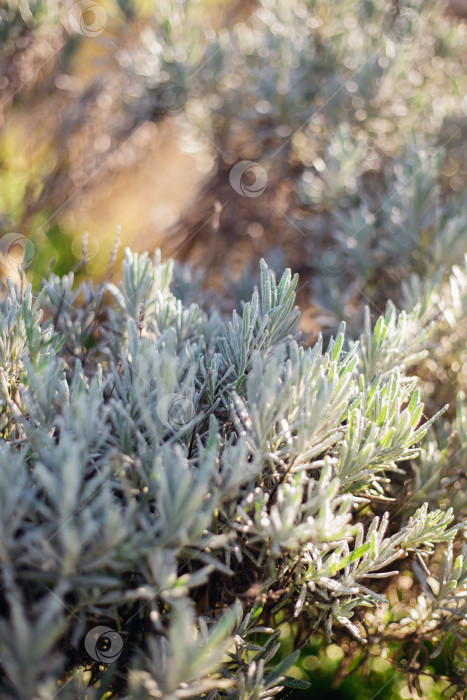 Скачать Куст лаванды. Пышный куст без цветов. Производство эфирного масла. фотосток Ozero