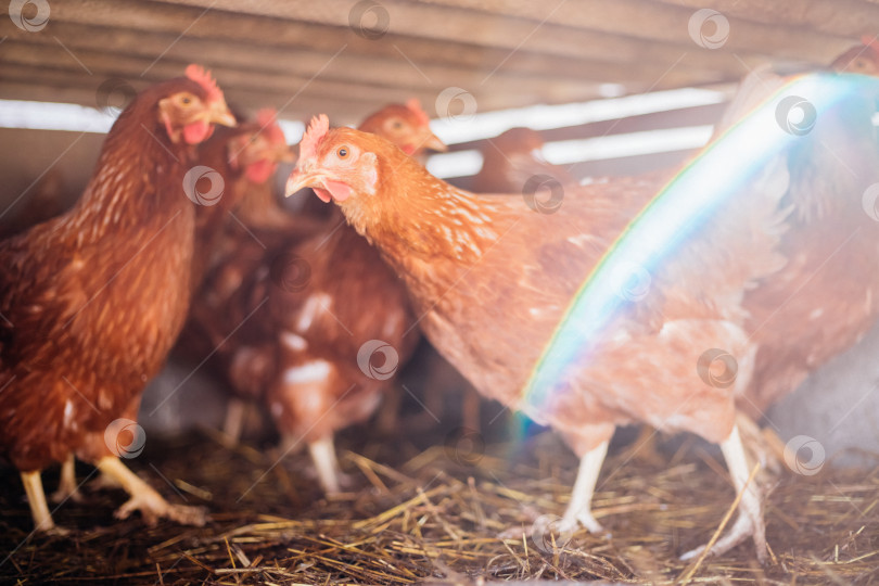 Скачать Группа цыплят с красными перьями в специальном загоне, птицефабрика, птицеводство, сельское хозяйство. фотосток Ozero