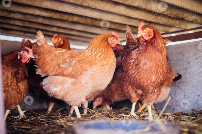 Скачать Группа цыплят с красными перьями в специальном загоне, птицефабрика, птицеводство, сельское хозяйство. фотосток Ozero