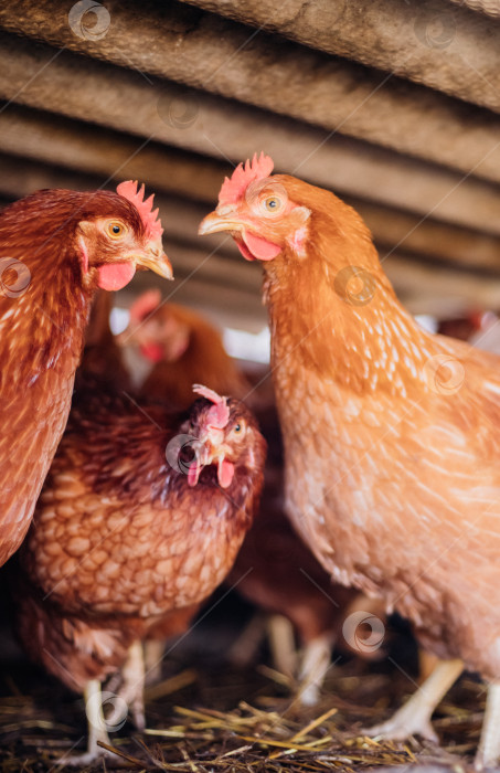 Скачать Группа цыплят с красными перьями в специальном загоне, птицефабрика, птицеводство, сельское хозяйство. фотосток Ozero