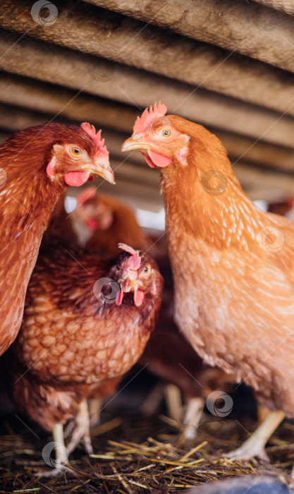 Скачать Группа цыплят с красными перьями в специальном загоне, птицефабрика, птицеводство, сельское хозяйство. фотосток Ozero