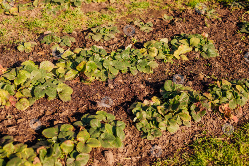Скачать Листья земляники. Кусты с усиками, вид сверху. Выращивание ягод. Зеленый сад. фотосток Ozero