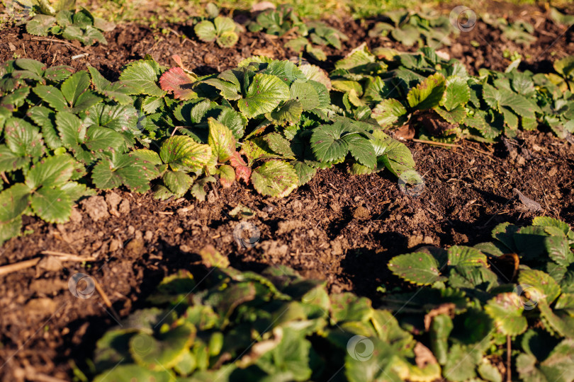 Скачать Листья земляники. Кусты с усиками, вид сверху. Выращивание ягод. Зеленый сад. фотосток Ozero