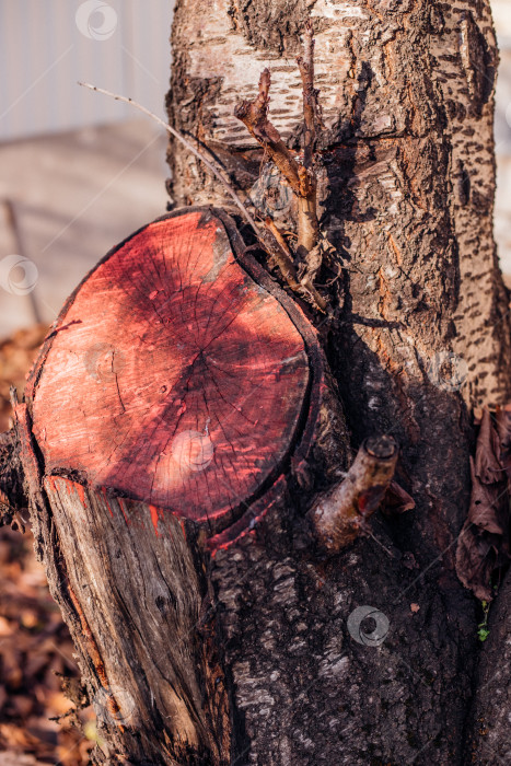 Скачать Садоводство. Рисую свежий срез на стволе фруктового дерева. фотосток Ozero