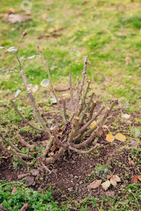 Скачать Подстриженный розовый куст. Крупный план части тернового куста.Обрезка растений. фотосток Ozero