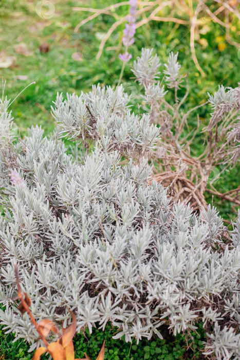 Скачать Куст лаванды. Пышный куст без цветов. Производство эфирного масла. фотосток Ozero