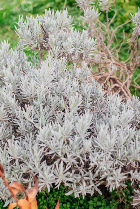 Скачать Куст лаванды. Пышный куст без цветов. Производство эфирного масла. фотосток Ozero