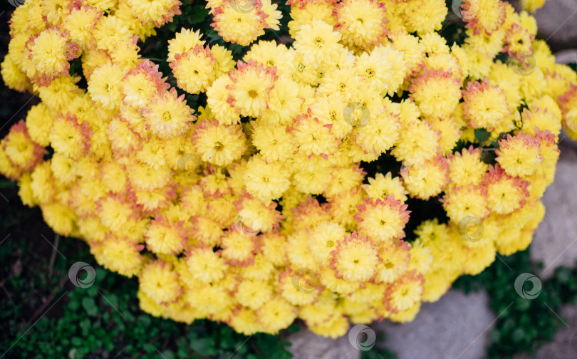 Скачать Маленькие желтые хризантемы или маргаритки растут на клумбе в виде пушистого куста. Красивый осенний фон. фотосток Ozero