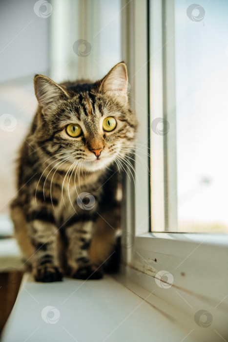 Скачать Полосатый пушистый кот сидит на подоконнике и смотрит в окно. Домашнее животное. фотосток Ozero