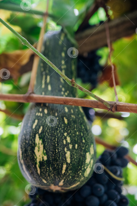 Скачать Зеленая продолговатая тыква висит на виноградной лозе. Тыква переплетается с виноградом. Осенний сбор урожая. фотосток Ozero