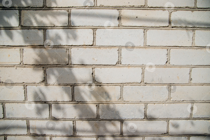 Скачать Абстрактный силуэт тени от натуральных листьев ветки дерева на серой бетонной стене. фотосток Ozero