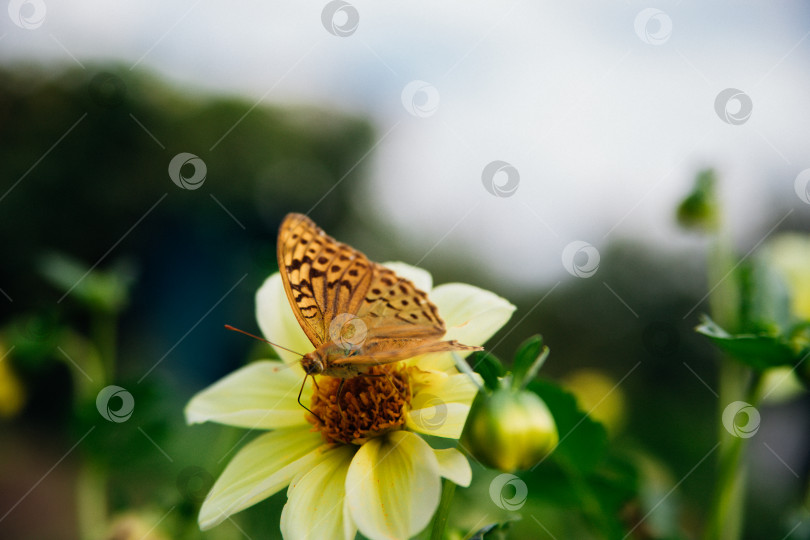 Скачать Яркое изображение бабочки с распростертыми крыльями, грациозно сидящей на желтом цветке. фотосток Ozero