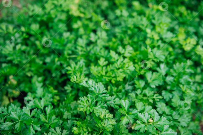 Скачать Зеленые листья петрушки крупным планом. Естественный фон и текстура. фотосток Ozero