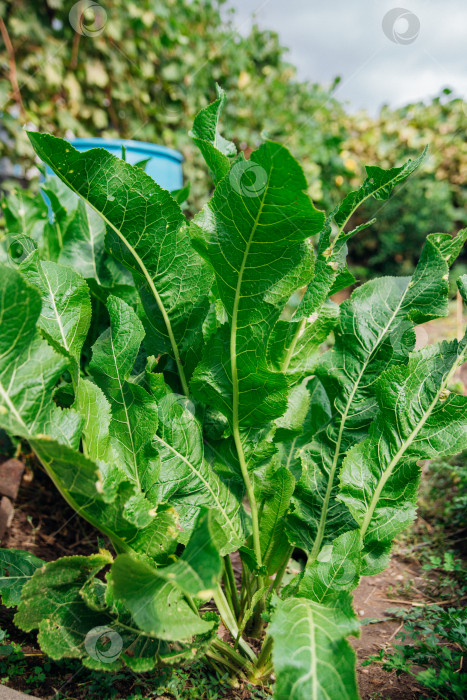 Скачать Зеленые листья хрена в саду. Полезные травы и приправы. фотосток Ozero