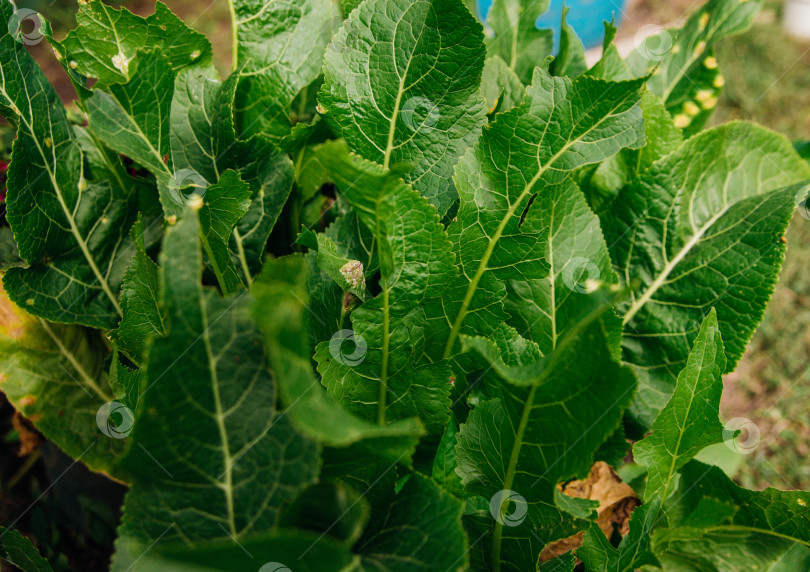 Скачать Зеленые листья хрена в саду. Полезные травы и приправы. фотосток Ozero