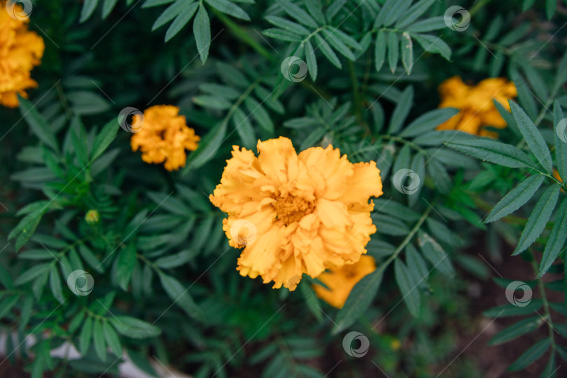 Скачать Красивые желтые цветы на клумбе в городском парке. Бархатцы растут близко друг к другу. Озеленение территории. Растение не прихотливое в уходе. фотосток Ozero