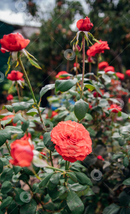 Скачать Розовая роза на кусте в летнем саду. Сочная яркая зелень, размытый фон. Красота природы. Распускающийся цветок. фотосток Ozero
