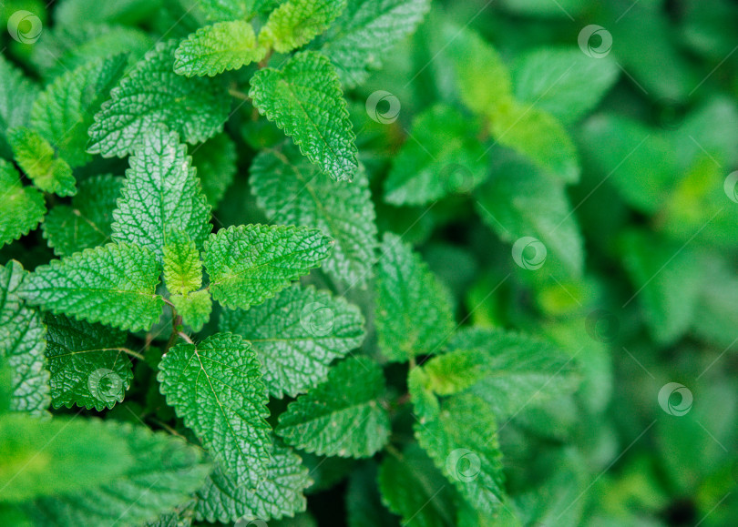 Скачать Зеленые листья мелиссы. Мелисса лимонная в саду. Сельская природа. Органическое сельское хозяйство. Травянистое растение в дикой природе. фотосток Ozero