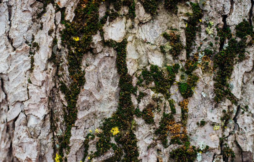 Скачать Текстура коры дерева. Дерево в парке крупным планом. Рельефная текстура и фон. фотосток Ozero