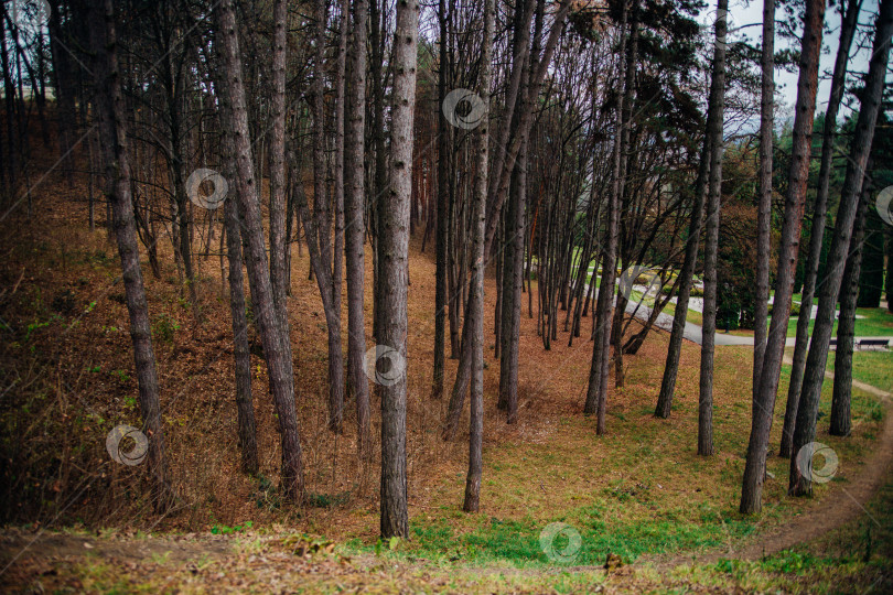 Скачать Высокие сосны в парке осенью. Лес или хвойная роща. фотосток Ozero
