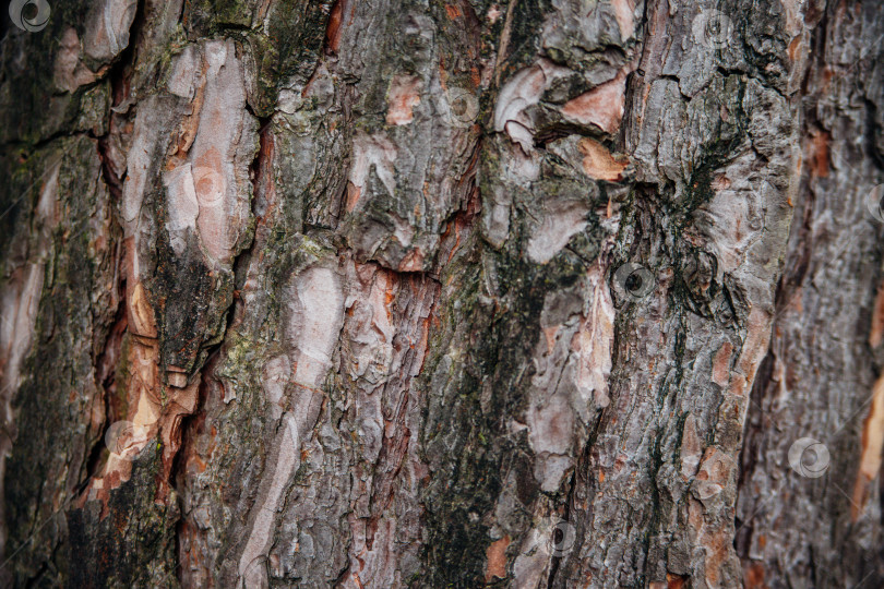 Скачать Текстура коры дерева. Дерево в парке крупным планом. Рельефная текстура и фон. Лес. фотосток Ozero