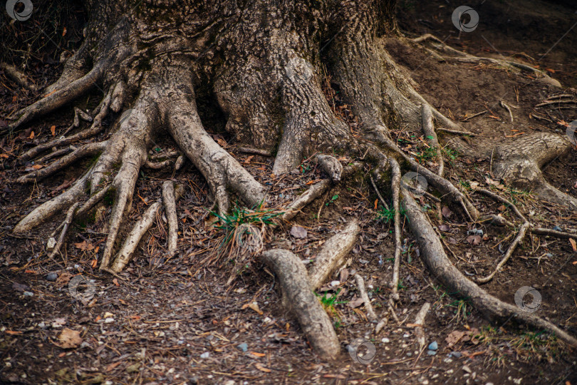 Скачать Большие и длинные корни деревьев. В лесу или парке. Корни переплетены между собой. фотосток Ozero