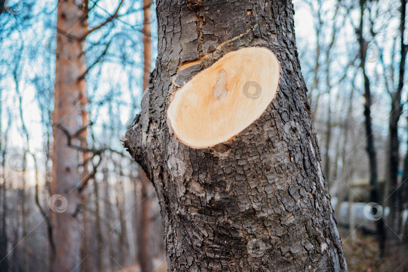 Скачать Свежий срез дерева. Уход за лесом. Уборка сухих веток. фотосток Ozero
