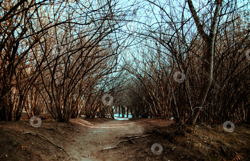 Скачать Сухие сплетенные деревья. Мистическая атмосфера. Узкий проход между голыми ветвями без листьев. фотосток Ozero