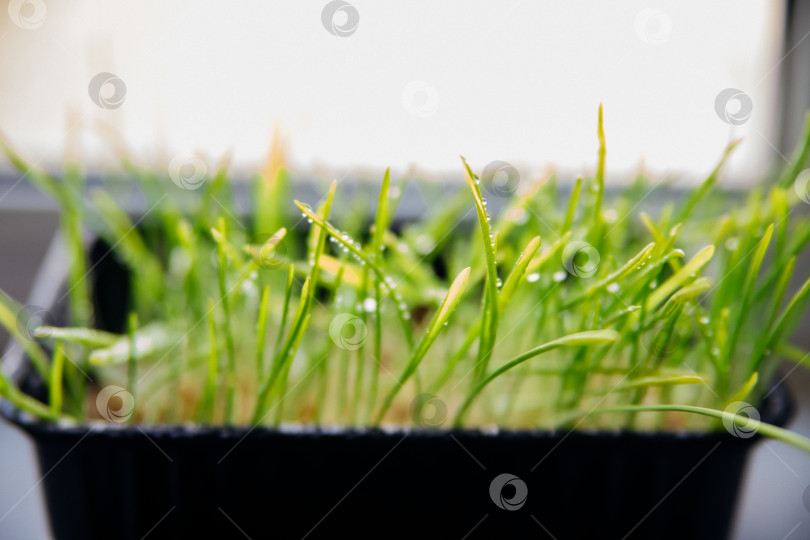 Скачать На подоконнике стоит горшок с травой для здоровья домашних животных. Проросшие зерна пшеницы, овса и других культур. фотосток Ozero