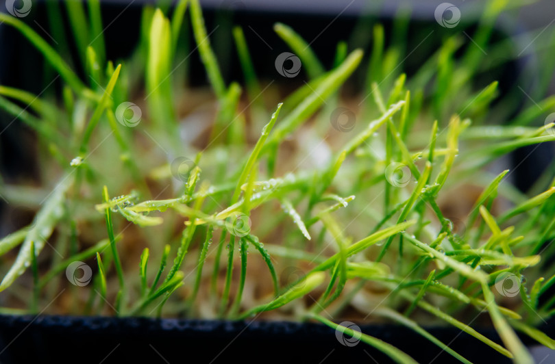 Скачать На подоконнике стоит горшок с травой для здоровья домашних животных. Проросшие зерна пшеницы, овса и других культур. фотосток Ozero
