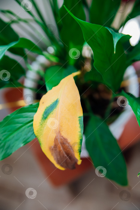 Скачать Болезни комнатных растений. Любимый цветок спатифиллум, увядающий в горшке на столе. фотосток Ozero