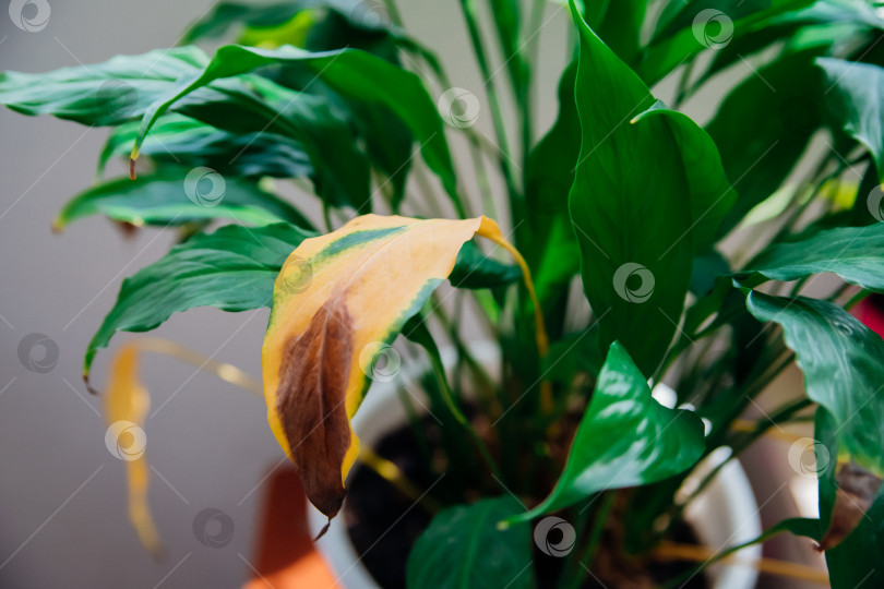 Скачать Болезни комнатных растений. Любимый цветок спатифиллум, увядающий в горшке на столе. фотосток Ozero