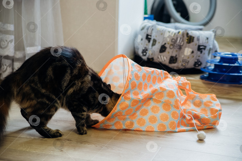 Скачать Милый серый кот играет со своими игрушками в кошачьем туннеле. Кошачьи игры, охота. фотосток Ozero