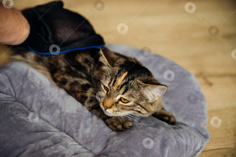 Скачать Расчесывание шерсти кошки в домашних условиях. Перчатка для расчесывания шерсти. фотосток Ozero