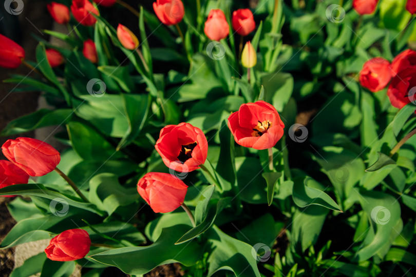 Скачать Красивые тюльпаны на клумбе в саду. Распускающиеся бутоны весенних цветов. Красота - в природе. фотосток Ozero