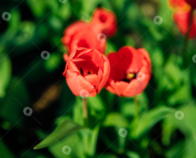 Скачать Красивые тюльпаны на клумбе в саду. Распускающиеся бутоны весенних цветов. Красота - в природе. фотосток Ozero