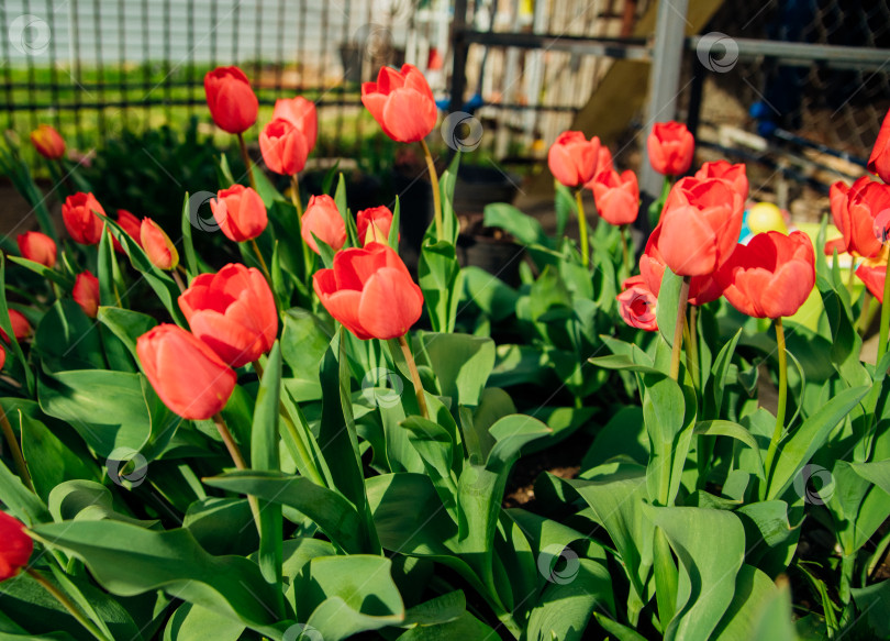 Скачать Красивые тюльпаны на клумбе в саду. Распускающиеся бутоны весенних цветов. Красота - в природе. фотосток Ozero