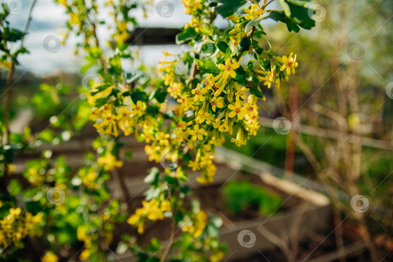 Скачать Куст черной смородины во время цветения. Декоративный кустарник с желтыми соцветиями, ароматный, с зелеными листьями. фотосток Ozero