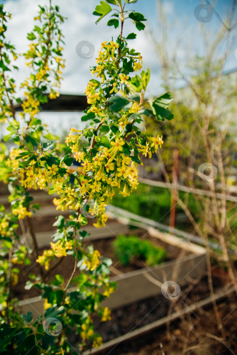 Скачать Куст черной смородины во время цветения. Декоративный кустарник с желтыми соцветиями, ароматный, с зелеными листьями. фотосток Ozero