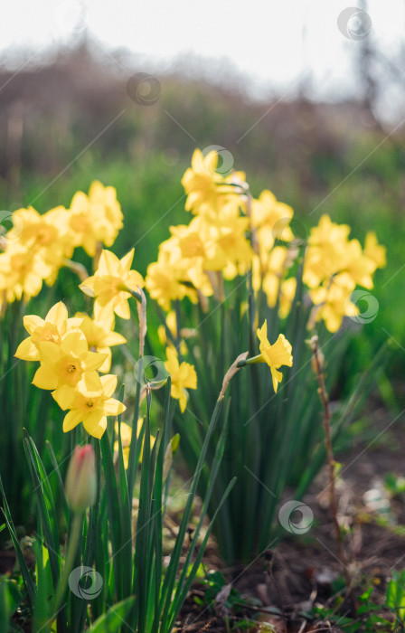 Скачать Красивые желтые цветы в саду. На кусте растут нарциссы с яркими цветами. Солнечный день. фотосток Ozero