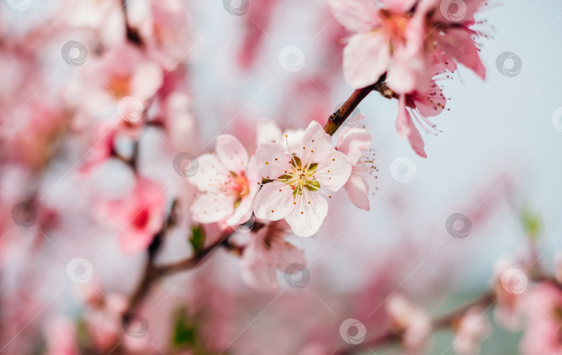 Скачать Выборочный акцент на красивых ветвях, розовом цветущем персике или абрикосе на дереве под голубым небом, красивом цветении вишни весной в парке. фотосток Ozero
