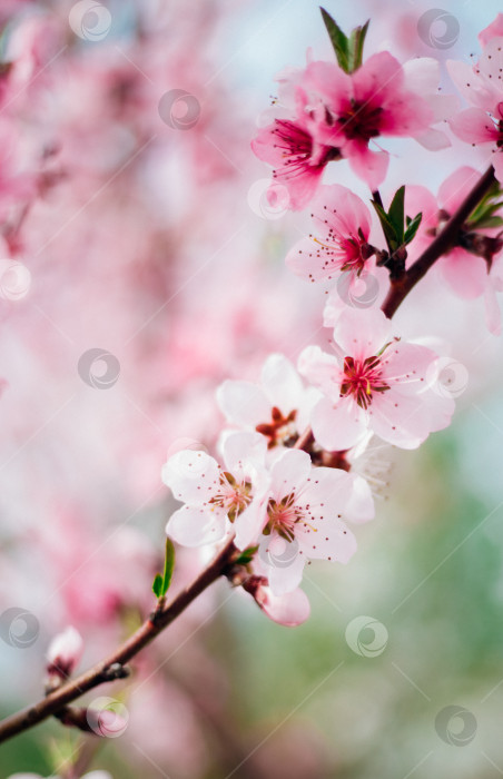 Скачать Выборочный акцент на красивых ветвях, розовом цветущем персике или абрикосе на дереве под голубым небом, красивом цветении вишни весной в парке. фотосток Ozero