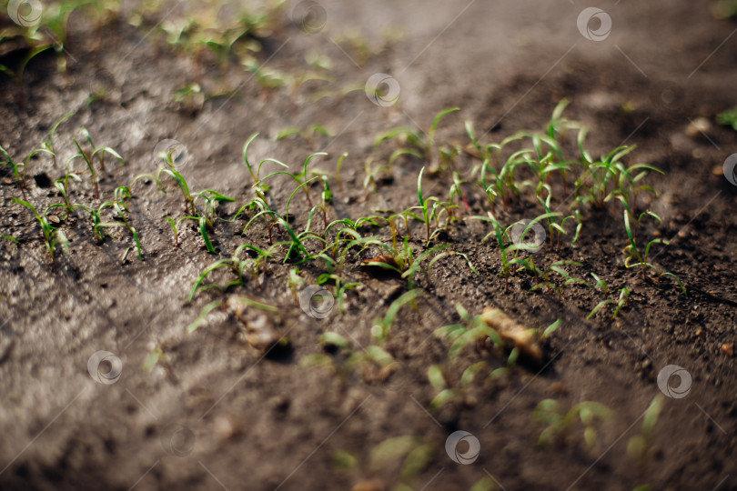 Скачать Маленькие зеленые побеги, растущие в хорошей почве. Концепция сельского хозяйства, органического садоводства, озеленения или экологии. Молодые побеги, выращивание рассады. фотосток Ozero