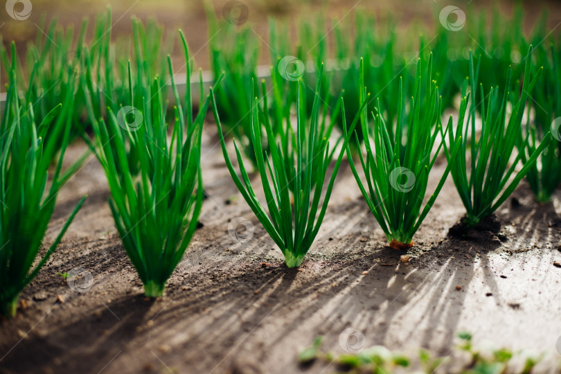 Скачать Молодой зеленый лук на грядке. Лук, посаженный рядками. Выращивание овощей в сельской местности. Уход и обработка растений. Сбор урожая. фотосток Ozero